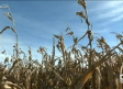 La cosecha del maíz: entre la sequía y el ataque del taladro