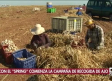 La campaña del ajo, a buen ritmo en Las Pedroñeras
