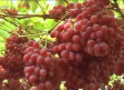 Recogemos uva americana "Scarlotta" en Cancarix