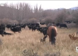 Vacas bravas en busca del invierno cálido