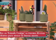 Plantas para atraer la buena suerte al hogar y alejar las malas vibraciones