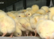 El SOS de las granjas avícolas de engorde