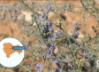 Convierten los restos de lavanda en abono