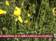 "Las escobillas" florecen en Valdepeñas de la Sierra