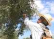 Concurso de poda en Navahermosa