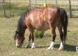 Cría caballos "de bolsillo"