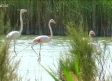 Visitamos la reserva natural de Pétrola para ver a los flamencos