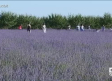 Esencias y lavanda, recursos turísticos de Ossa de Montiel