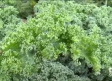 Kale, un superalimento de alto valor nutritivo