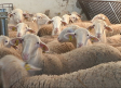 La viruela ovina agrava la producción de queso manchego por falta de leche