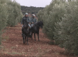 La Guardia Civil refuerza la vigilancia en olivares y almazaras de la región