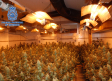 Detenido por cultivar marihuana en Cuenca y exportarla a países europeos