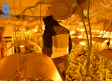 Cae una red que ocupaba fincas agrícolas para plantar marihuana en Guadalajara y Madrid