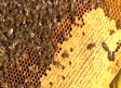Científicos del Centro Apícola de Marchamalo (Guadalajara) investigan la primera vacuna para abejas