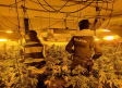 Intervenidas 1.261 plantas de marihuana, 8 kilos de cogollos y 122 gramos de hachís en Guadalajara