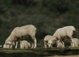 Extreman los controles para hacer frente a la viruela ovina y caprina en Castilla-La Mancha