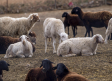 Se flexibilizan las restricciones de movimiento de ganado por la viruela ovina en Castilla-la Mancha