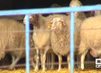 La viruela ovina: 26 brotes y decenas de miles de animales muertos