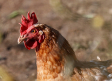 Detectado un foco de gripe aviar en una granja de gallinas de Alcolea del Tajo