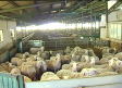 La viruela ovina causa importantes problemas a las queserías manchegas