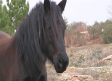 Vuelven los caballos salvajes al Alto Tajo con un proyecto europeo de renaturalización