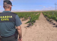Investigan el robo de viñas nuevas en La Manchuela