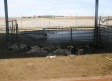 Investigado un ganadero en Torralba de Calatrava por la muerte de varios terneros