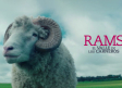 Rams