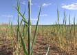 Castilla-La Mancha ha perdido "hasta el 80% de la cosecha de secano" por la sequía