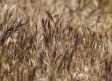 El 60 % del cereal en Castilla-La Mancha está perdido por la sequía, según ASAJA