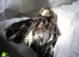 Bomberos rescatan ejemplar de águila imperial que había caído en un alberca
