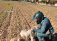 Más de cien denuncias en Guadalajara por incumplir la ley de Bienestar Animal