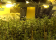 Intervenidas 1.579 plantas de marihuana en casas alquiladas en Bienservida (Albacete)