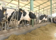 Alimentar al ganado sale más caro en época de sequía