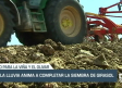 La lluvia anima a completar la siembra de girasol - 26/05/23