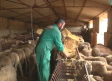 Así afecta la viruela ovina a doce pastores trashumantes inmovilizados en Ciudad Real