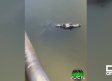 Especialistas rescata un caimán de una balsa de riesgo de Yunclillos