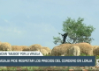 ASAJA pide respetar los precios del cordero en lonja - 13/06/23