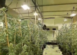 Hallan un cultivo de cannabis a gran escala en una nave en Chinchilla