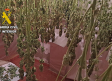 Desmantelado un punto de cultivo y distribución de marihuana en Chinchilla de Montearagón