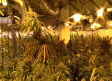 Hallan 3.000 plantas de marihuana en un edificio en construcción en Alcolea del Pinar