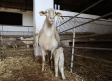 Terminan las restricciones de ganado por la viruela ovina y caprina en Castilla-La Mancha