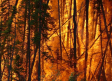 Las "inimaginables" cifras de incendios en Canadá podrían darse en Europa por el cambio climático