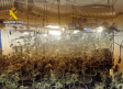 Detenidas cuatro personas por esconder 477 plantas de marihuana en dos plantaciones Indoor en Albatana (Albacete)