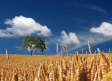 Las previsiones de cosecha de cereal auguran unas 1,2 millones de toneladas