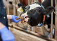 Confirmado el primer caso de la enfermedad hemorrágica epizoótica en una explotación de bovino de Alamillo