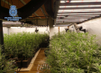 Once detenidos por cultivar 2.093 plantas de marihuana en tres plantaciones indoor en Toledo