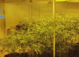 Detienen a una pareja que tenía más de 2.000 plantas de marihuana en una casa de Seseña (Toledo)