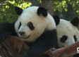 Los animales del zoo se refrescan con helados de fruta