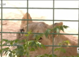 Nacen panteras y leones en el zoo toledano de Hinojosa de San Vicente